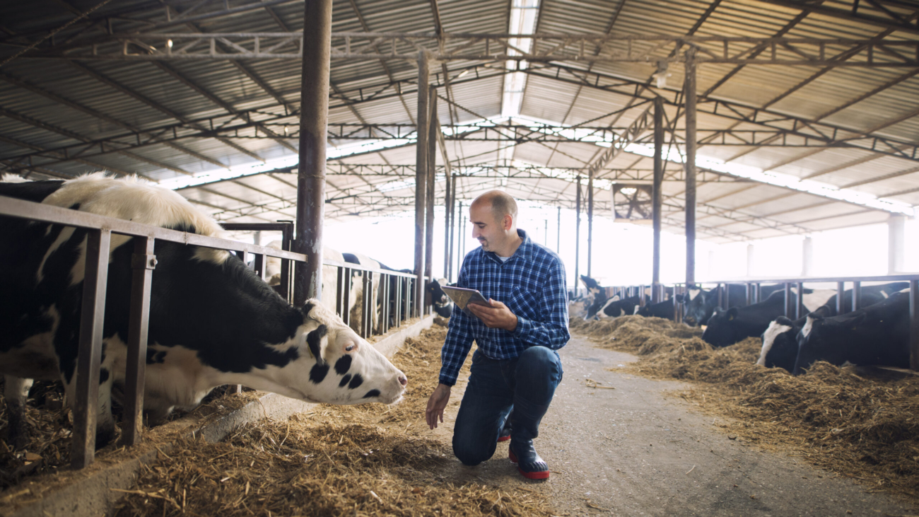 Cattleman holding tablet and observing domestic animals for milk production.