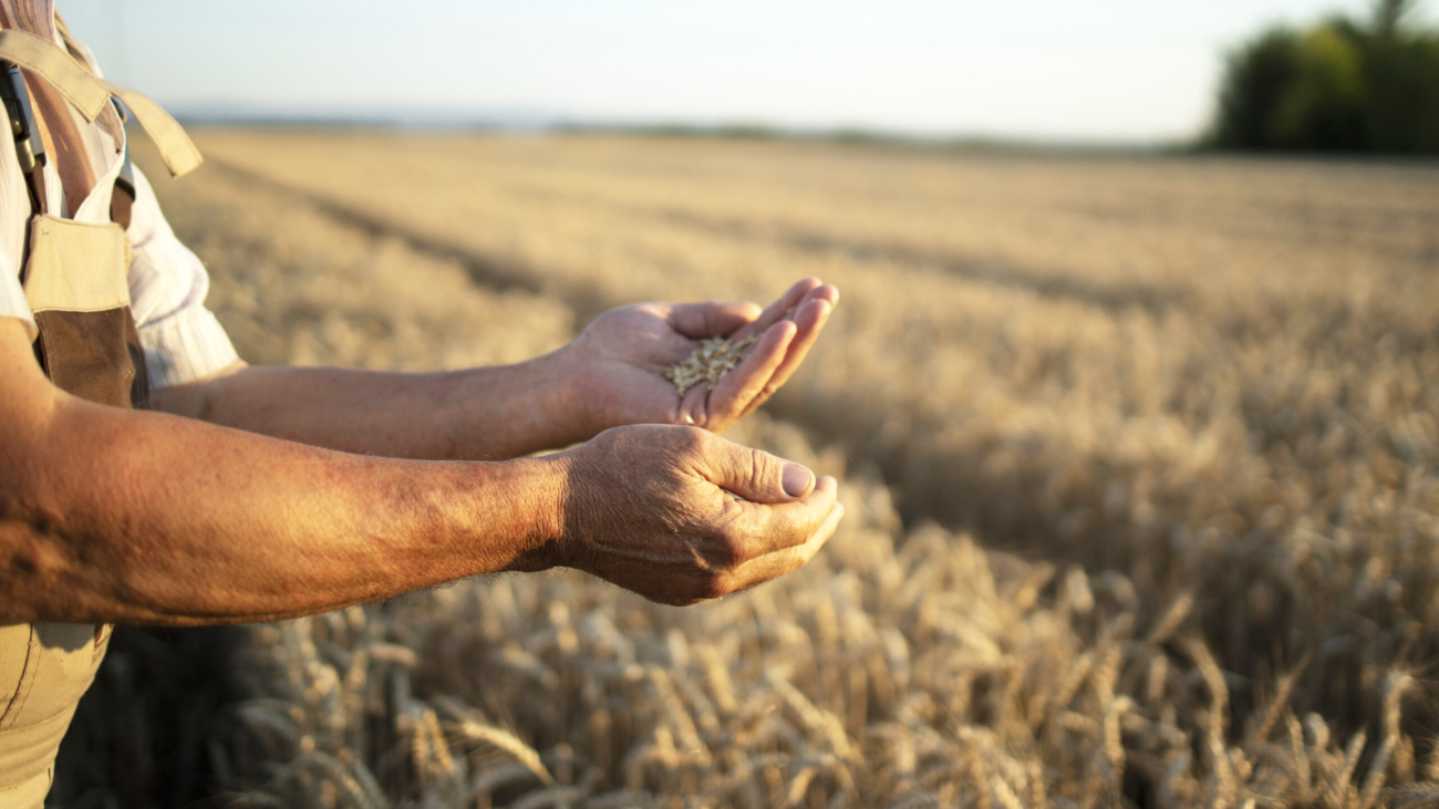 Farmers hands and wheat crops in the field.